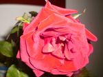Rose a primavera
