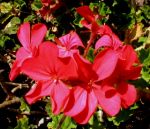 Rosso geranio
