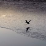 Getta il silenzio