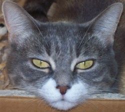 Maria Gabriella Trevisan