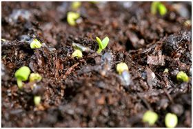 L'incanto della vita