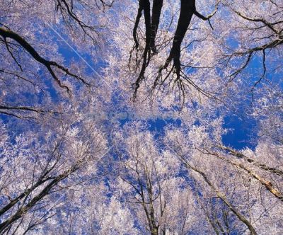 Sempre per sempre nel mio cuore