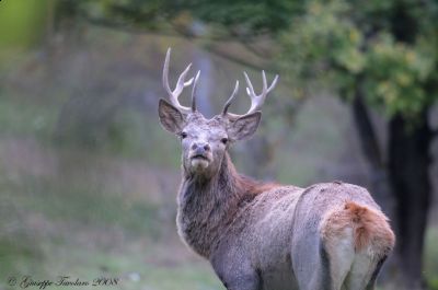 Ai confini del Cuore