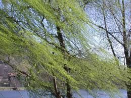 Ha le tue mani il vento