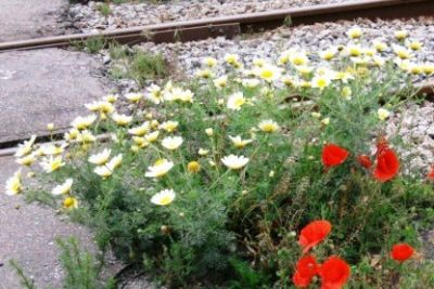 La vita corre sui binari