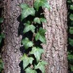 Come l'edera!