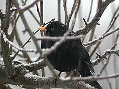 Nei giorni della merla