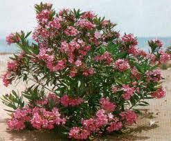 Oleandro del deserto