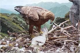 Dove dimora l’aquila - il testamento