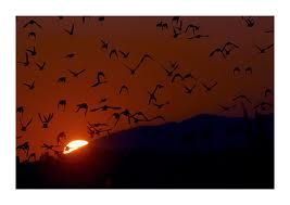 Testimone dell�acqua