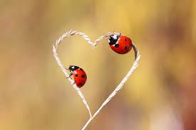 L�amore � una cura