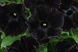 Le persone pi� belle