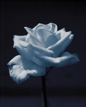 Para Sempre Te Amarei