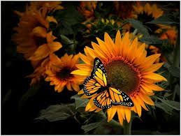 Oggi ho desiderato una poesia