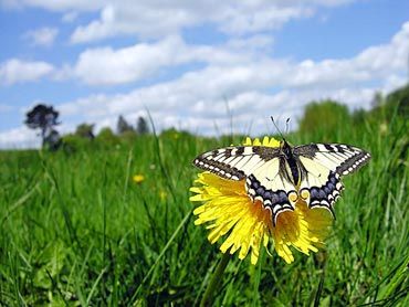 Cos� muoiono le farfalle