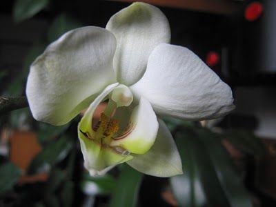 Il giardino delle vilt�