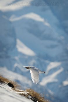 L'abbandono del crocchio
