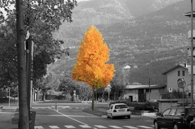 Metamorfosi in grigio  