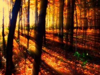 Sotto l'oro del mio cielo  