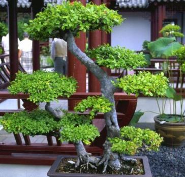 Bonsai dream  