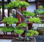 Bonsai dream  