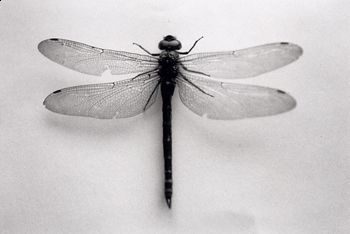 Peux- tu renverser la vie?  