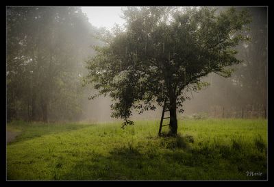 Una manciata di amarene