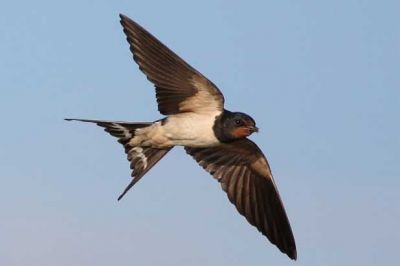 Una rondine soltanto