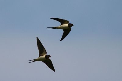 Un grido di rondini a sera