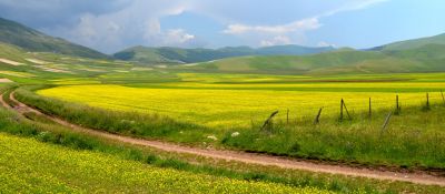 In un palpito di papaveri e fiordalisi