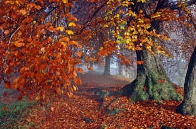 Il bosco degli anni perduti