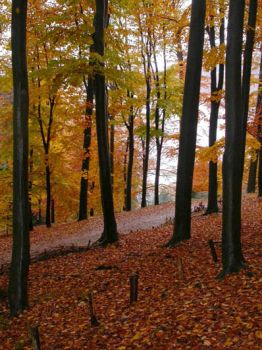 L' abbraccio della faggeta