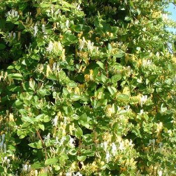 Fragranza di caprifoglio