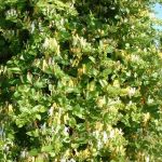 Fragranza di caprifoglio