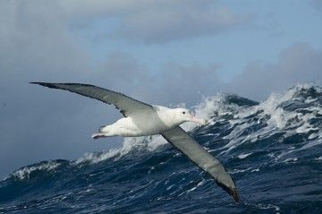 Con le vele al vento