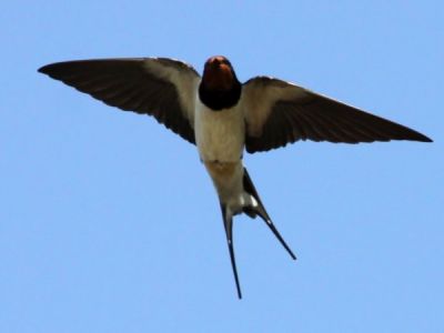 Torneranno a fiorire le viole