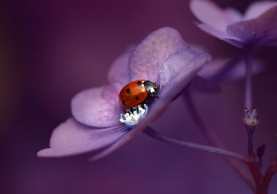 Il volo della coccinella