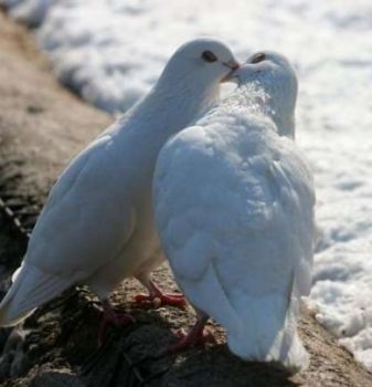 Iniziazione all'amore  