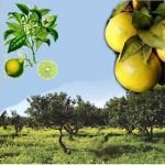 Fascia tirrenica reggina