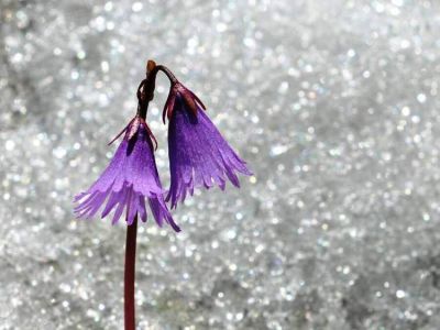 Soldanella