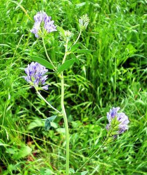 La medica e il trifoglio  