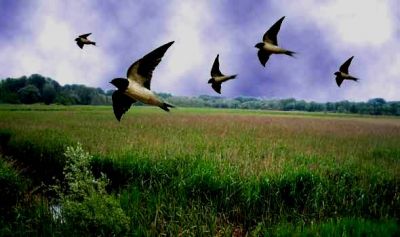 Giocavano le rondini  