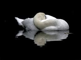 La morte del cigno