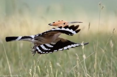 Final act (l'ultimo atto)