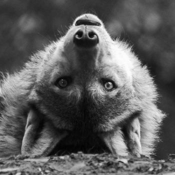 Orme tra sogni lucidi