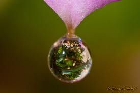 Nei giardini dell�amore