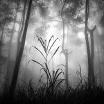 Se guardassi laggi�