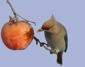 Ferita di vita sul ramo dell'inverno silenzioso  