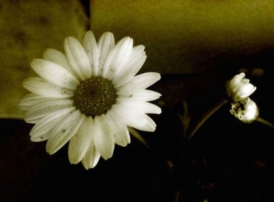 A fili volanti di strass