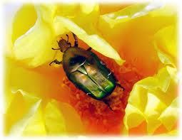 Dans le coeur de une rose